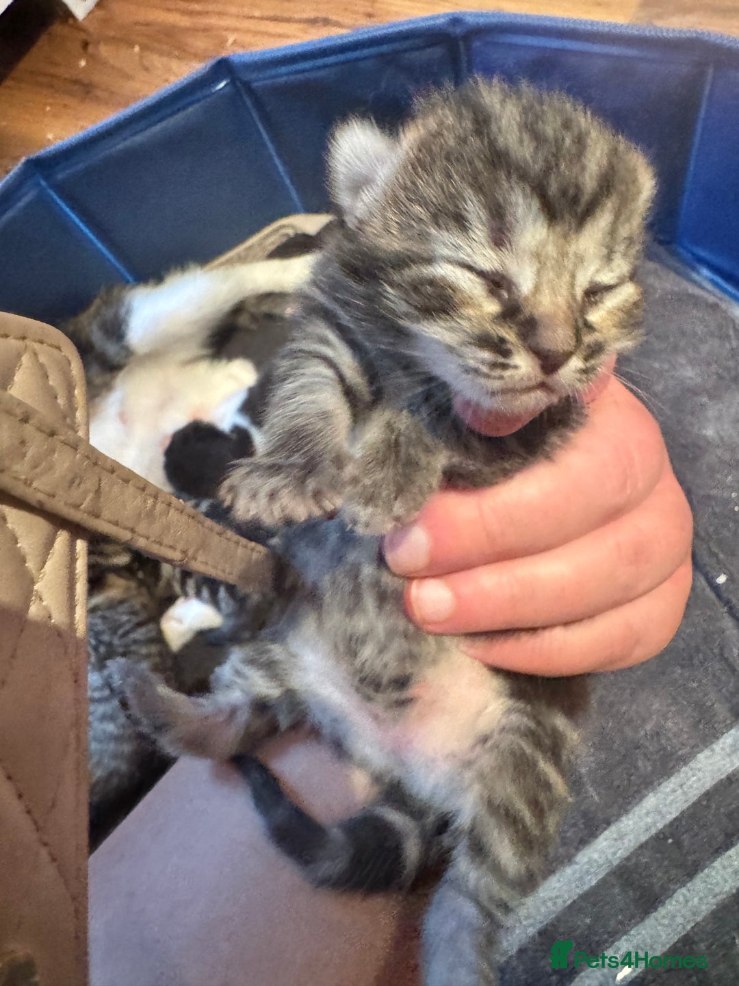 Mixed Breed cats for sale: Stunning  unique kittens  - Image 9