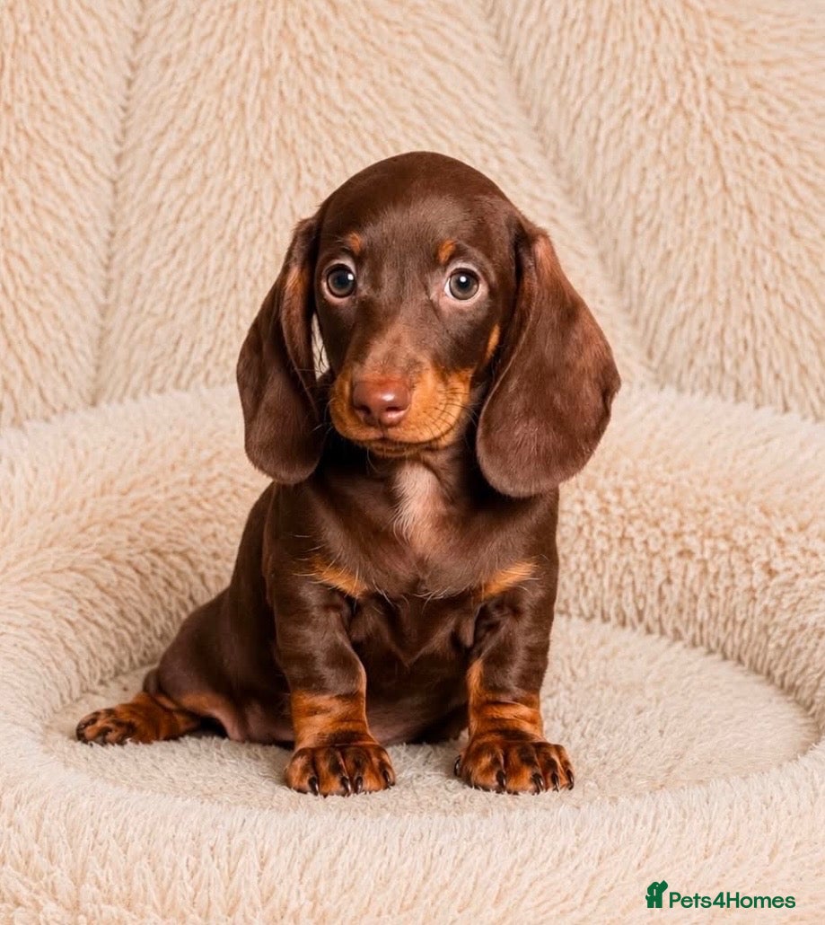 Dachshund dogs Gorgeous  miniature dachshund puppies  - Advert 15