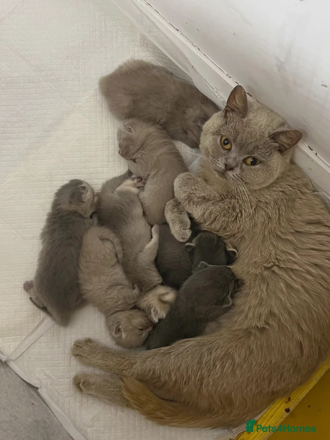British Shorthair cats for sale: Stunning litter of x7 British short hair kittens  in Milford Haven - Advert 9
