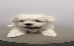 Maltese dogs for sale: 🐶 Adorable Male Maltese Puppies for Sale 🐾 - Image 6