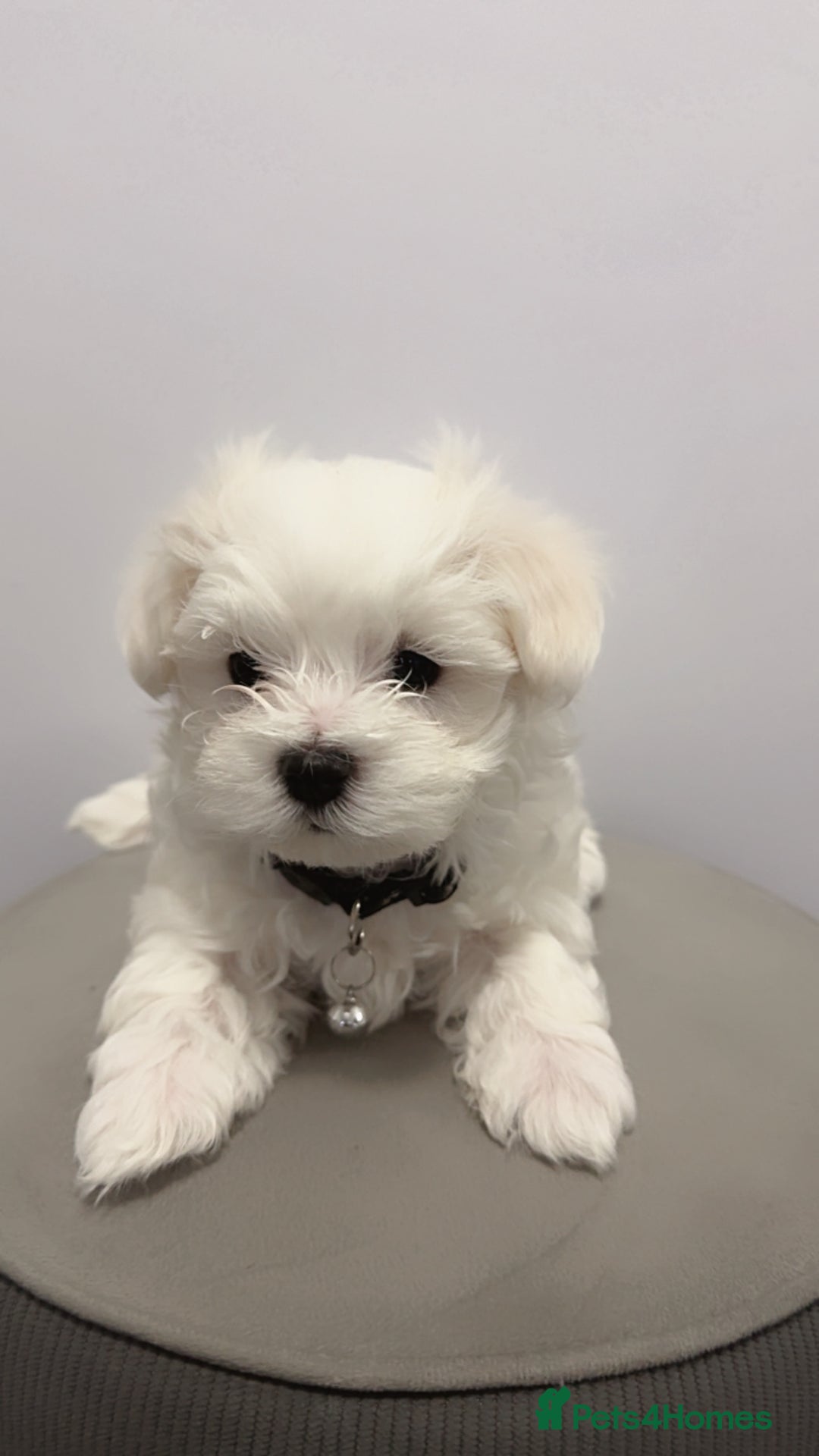 Maltese dogs for sale: 🐶 Adorable Male Maltese Puppies for Sale 🐾 - Image 6