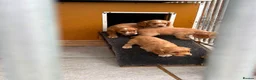 Cocker Spaniel dogs for sale: Working Cocker Spaniels - Advert 9