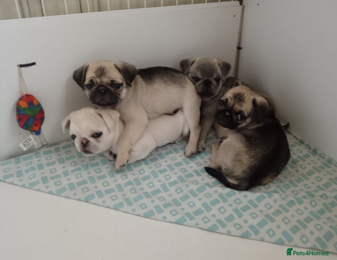 Pug dogs for sale: Stunning Male pug pups - Image 2