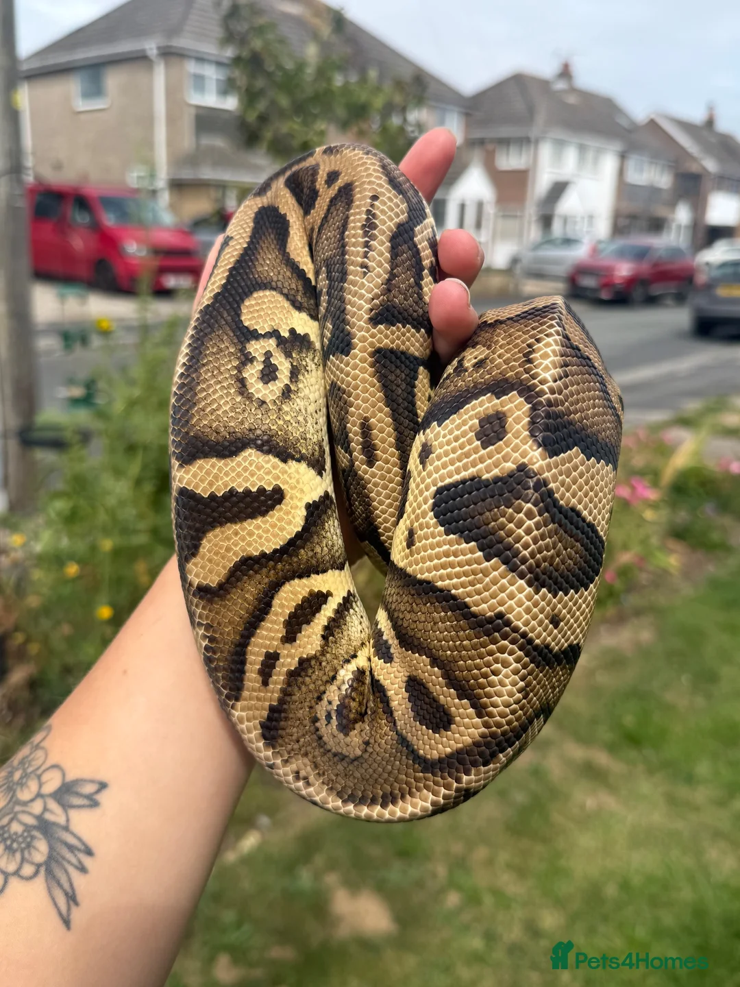Python Snake reptiles for sale: Rehomeing Leo  - Advert 2