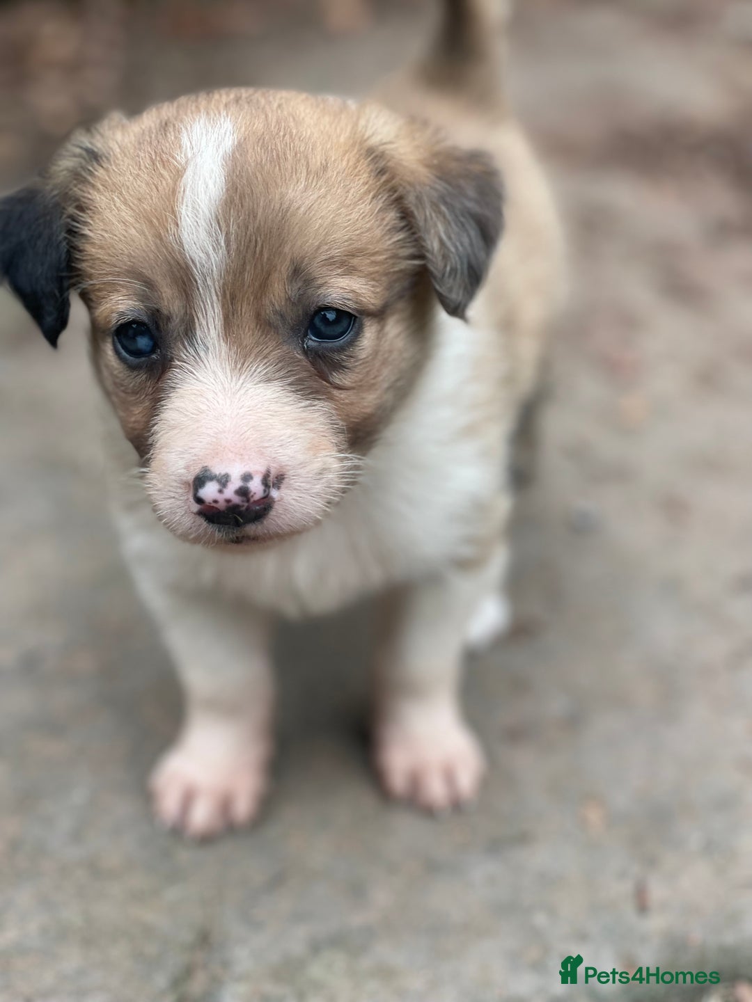 Border Collie dogs for sale: Stunning Welsh Sheepdog Pups Available  - Image 3