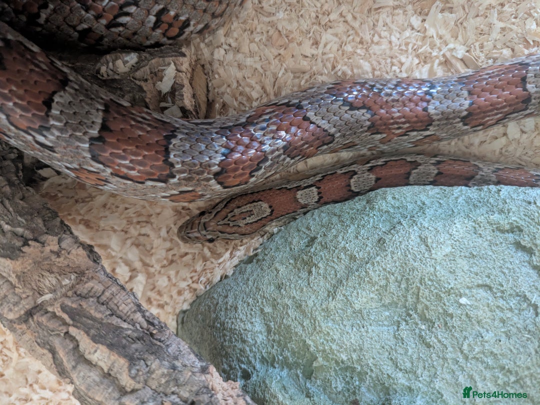 Corn Snake reptiles for sale: Corn Snake - Image 8