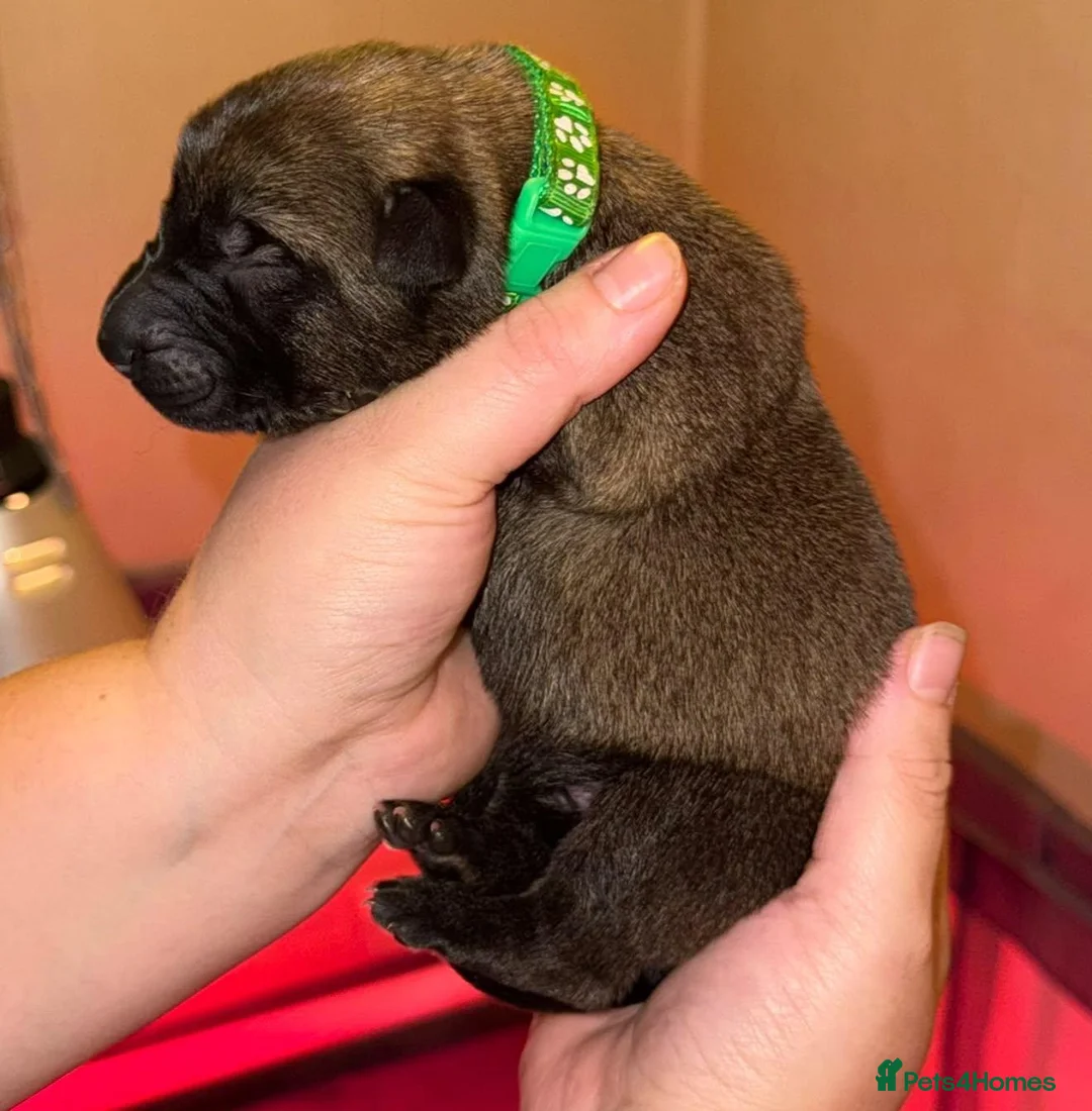 Mixed Breed dogs for sale: 🐾 German Shepherd × Belgian Malinois Puppies 🐾 in Burton-on-Trent - Advert 17
