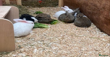 Dutch rabbits - Advert 5