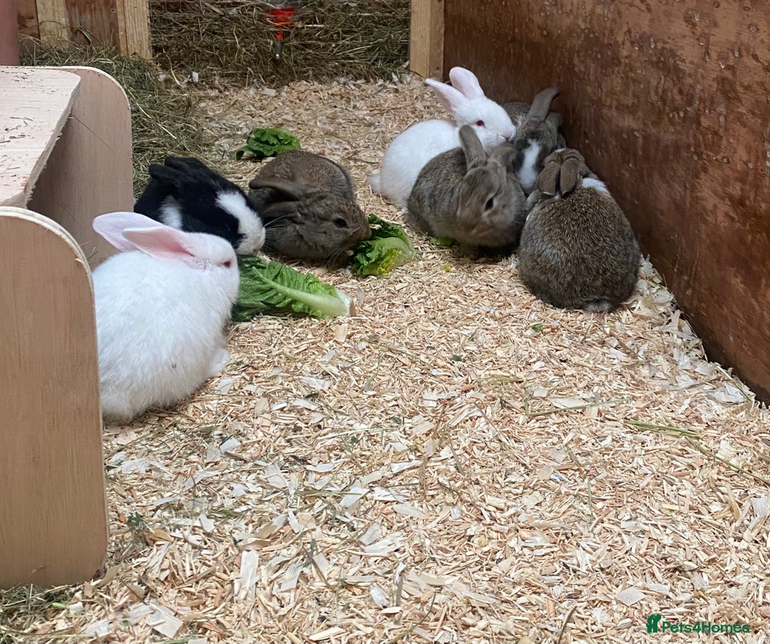 Dutch rabbits for sale: Bunnies for sale - Image 2