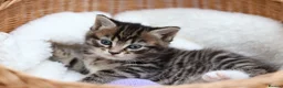 Mixed Breed cats for sale: Adorable Kittens - Advert 6