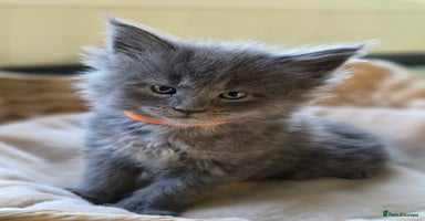 Maine Coon cats - Advert 4