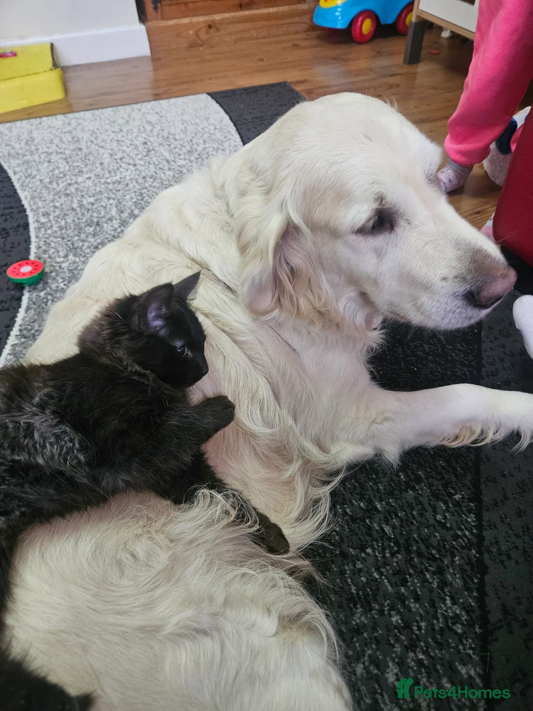 Mixed Breed cats for sale: ​🐾 Precious Bottle-Fed & Hand-Raised Kittens ❣️ - Advert 5