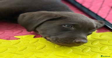 Labrador Retriever dogs - Advert 10