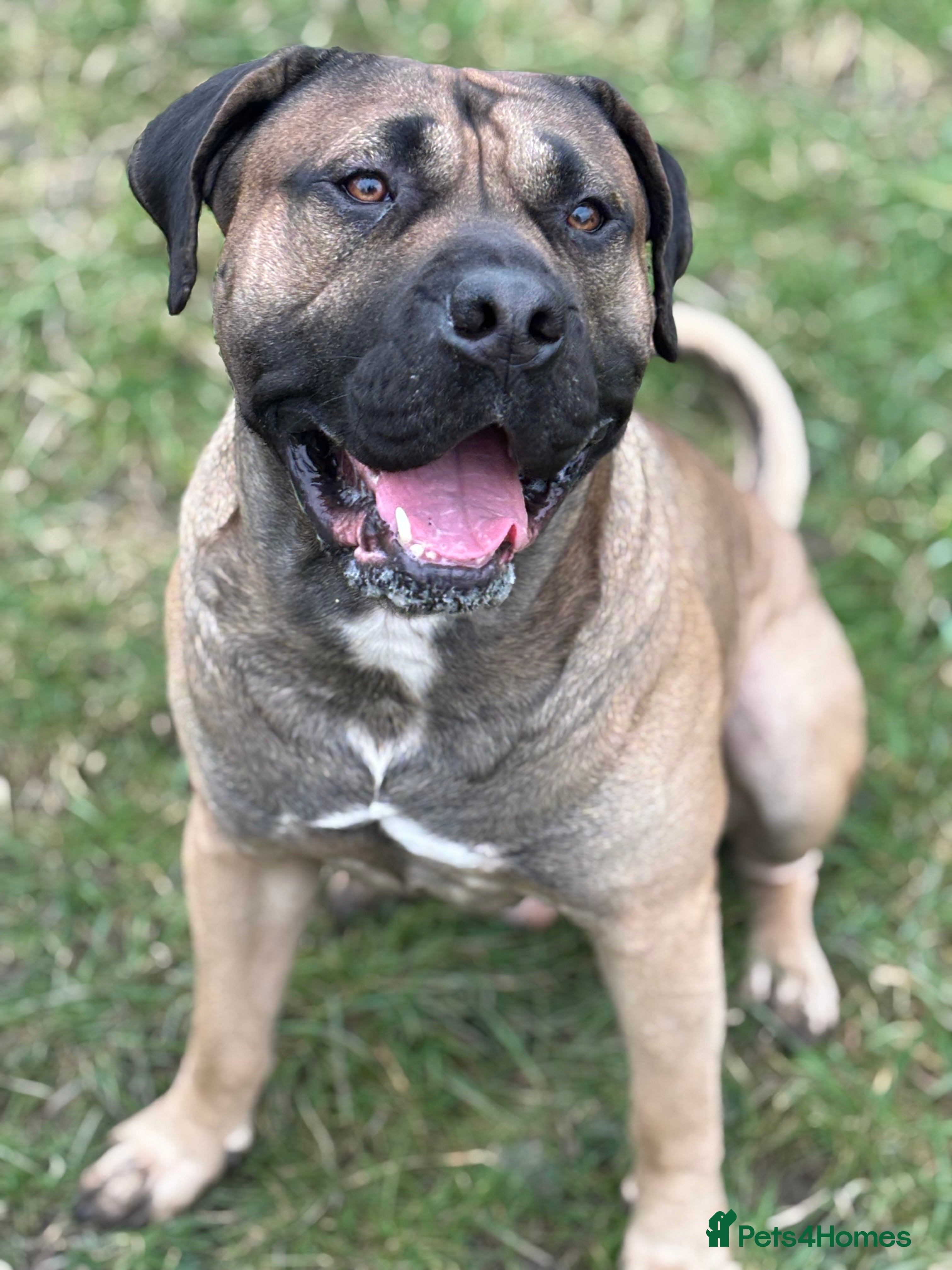 Presa Canario dogs beautiful presa canario for stud  - Advert 1