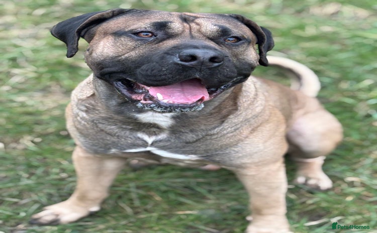Presa Canario dogs - Advert 1