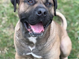 Presa Canario dogs - Advert 3