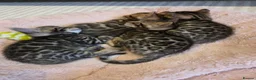 Bengal cats for sale: Stunning Bengal Kittens – Reservations Now Open🐆 - Advert 1