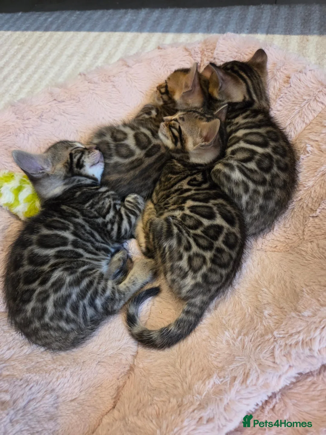 Bengal cats for sale: Stunning Bengal Kittens – Reservations Now Open🐆 - Advert 1