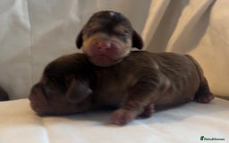 Cocker Spaniel dogs for sale: 🐶💕Newborn baby cockers💕🐶 - Image 11