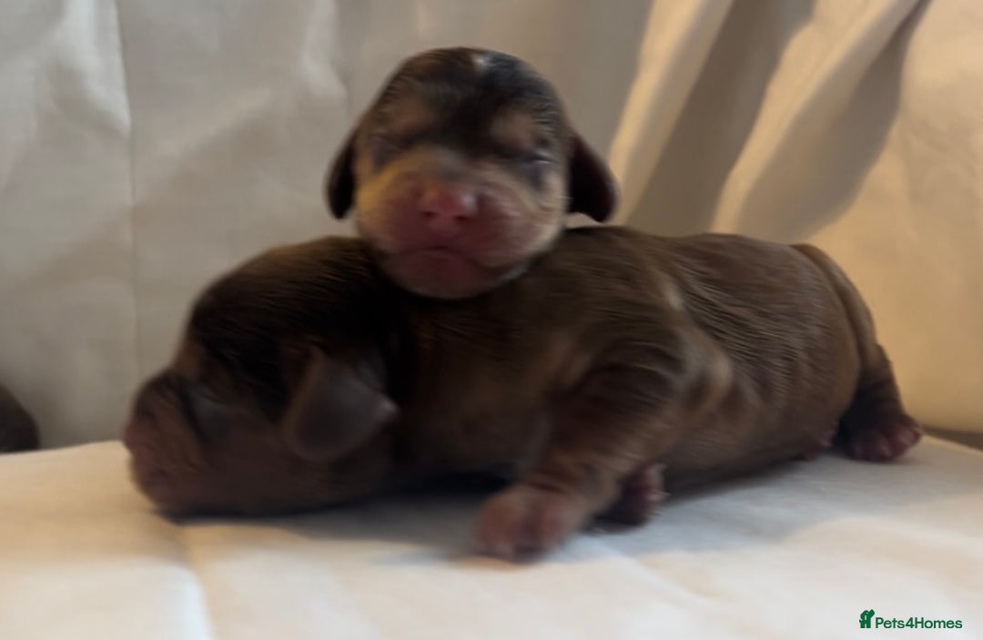 Cocker Spaniel dogs for sale: 🐶💕Newborn baby cockers💕🐶 - Image 11