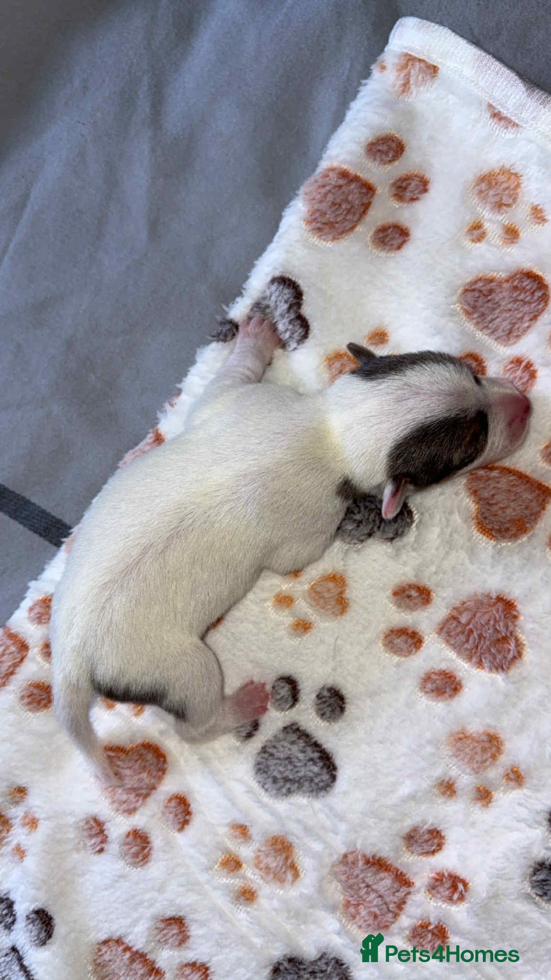 Jack Russell dogs for sale: Jack russell puppies  - Image 9