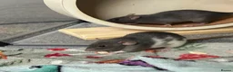 Rat rodents for sale: Female Fancy Rats For Sale in Rotherham - Advert 4