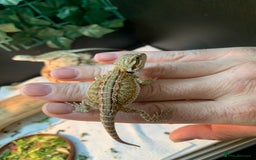 Bearded Dragon reptiles for sale: Baby bearded dragons super friendly  - Image 7