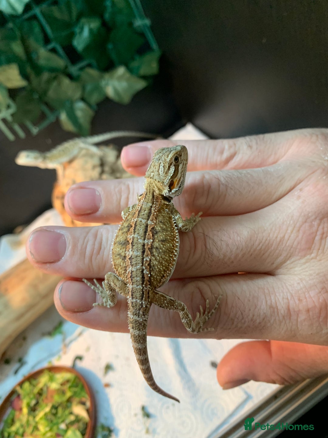 Bearded Dragon reptiles for sale: Baby bearded dragons super friendly  - Image 7