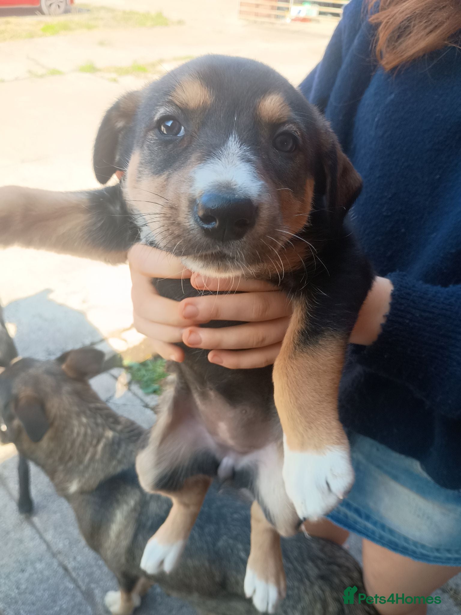 Mixed Breed dogs Husky x Huntaway x pups for sale - Advert 2