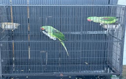 Parrots birds for sale: 2 Alexandrine Parrot + 1 Kakariki - Image 3