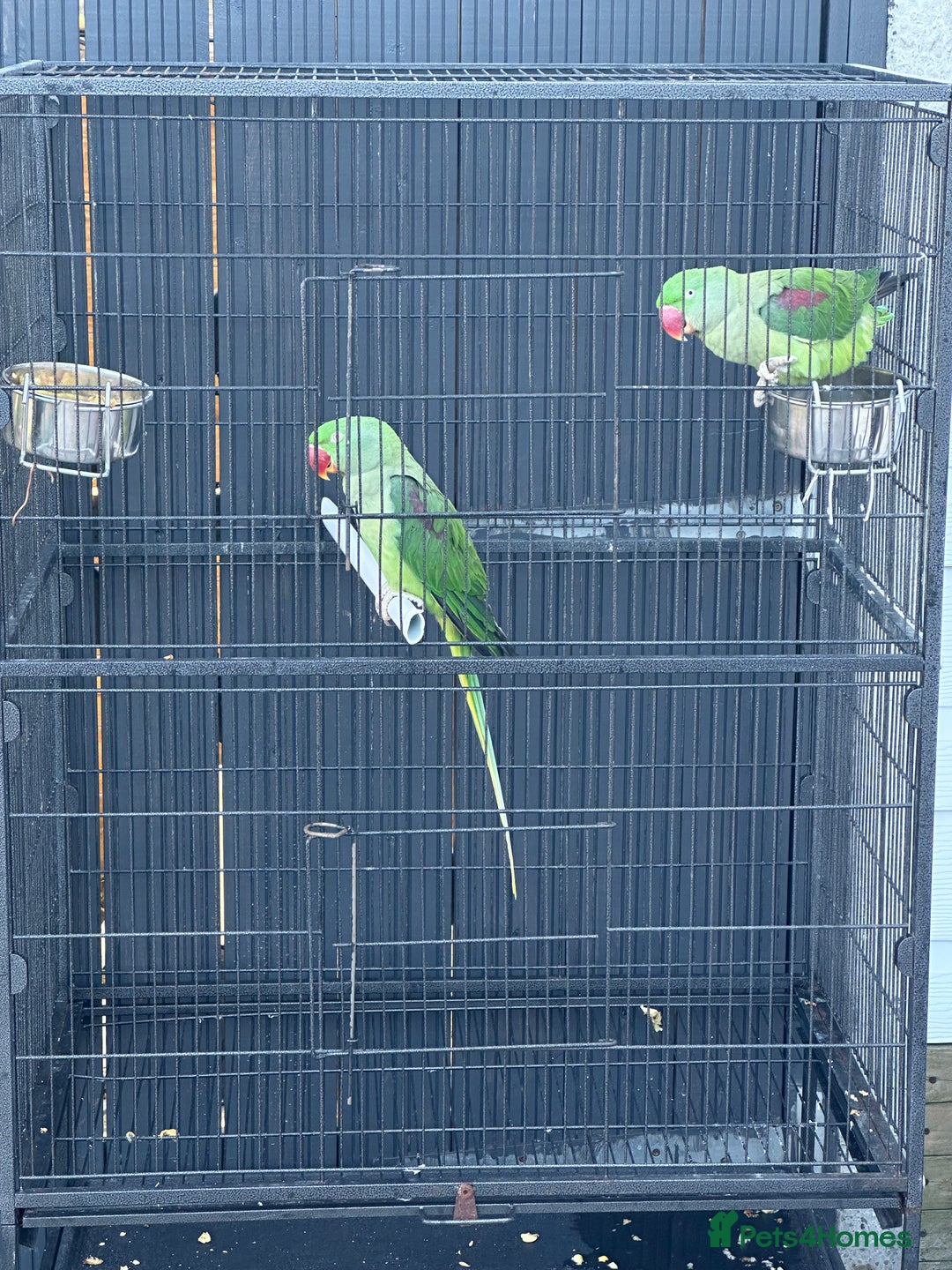 Parrots birds for sale: 2 Alexandrine Parrot + 1 Kakariki - Image 3