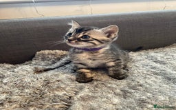 Bengal cats for sale: Charcoal Bengal kitten  - Image 5