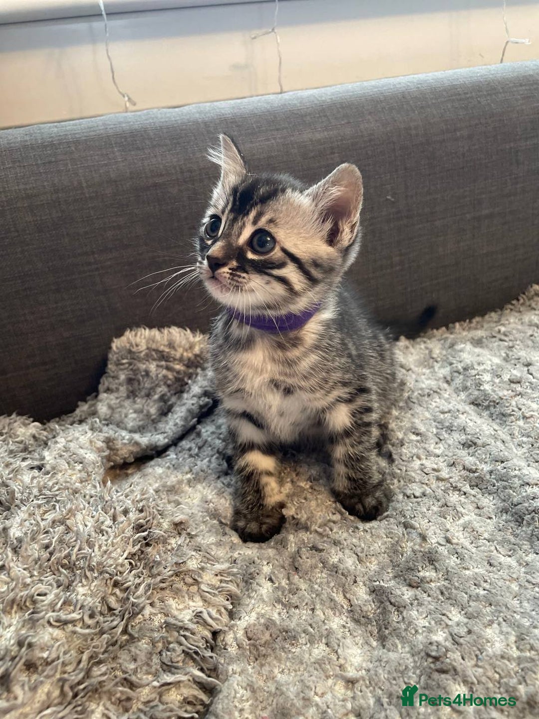 Bengal cats for sale: Charcoal Bengal kitten  - Image 5