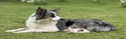 Border Collie dogs for sale: Border Collie Puppies for Sale - Advert 3