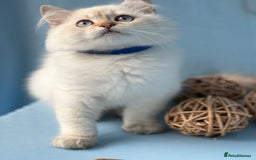 British Shorthair cats for sale: Stunning British sh/longhair kittens TICA - Image 18
