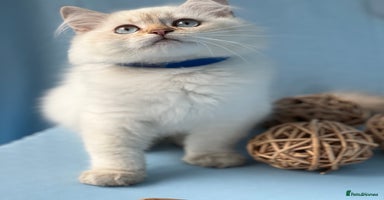 British Shorthair cats - Advert 9