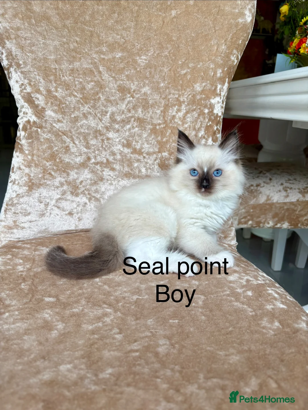 Ragdoll cats for sale: Beautiful ragdoll kittens - Advert 12