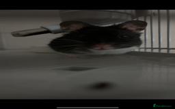 Hamster rodents for sale: Male Syrian Hamster - Advert 1