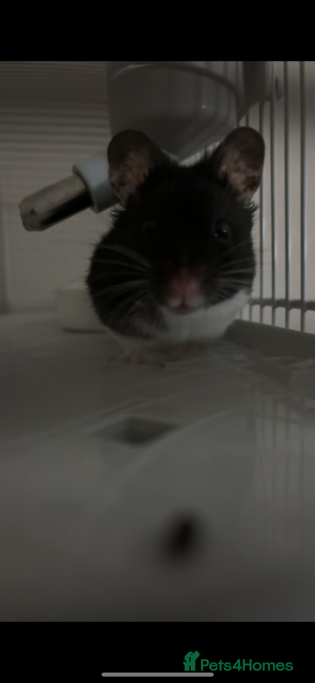 Hamster rodents for sale: Male Syrian Hamster - Advert 1