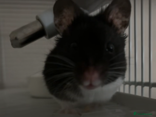 Hamster rodents Male Syrian Hamster - Advert 10