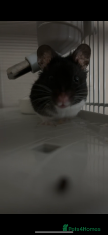 Hamster rodents Male Syrian Hamster - Advert 1