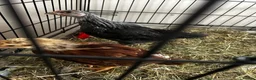 Chickens poultry for sale: Unsexed crested rock  and Rhode island red chick - Advert 4