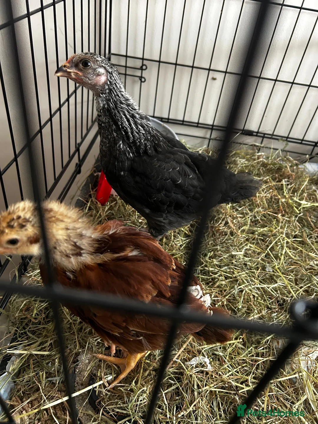 Chickens poultry for sale: Unsexed crested rock  and Rhode island red chick - Advert 4