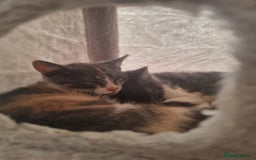 Mixed Breed cats for sale: Cali girl looking for home - Image 3