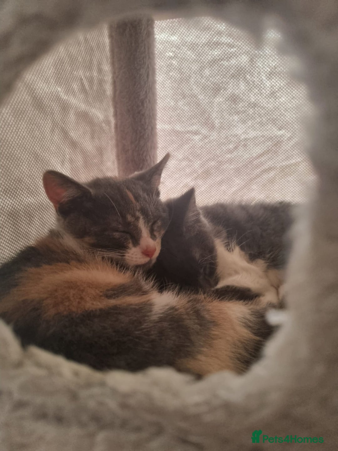 Mixed Breed cats for sale: Cali girl looking for home - Image 3