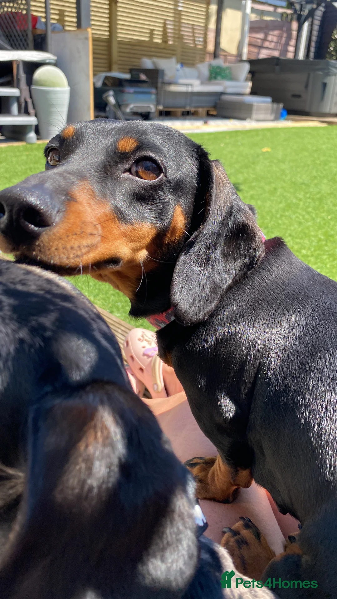 Dachshund dogs for sale: Dachshund girl 4 years old  - Advert 4