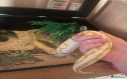 Python Snake reptiles for sale: Cyril the banana ball python - Image 9