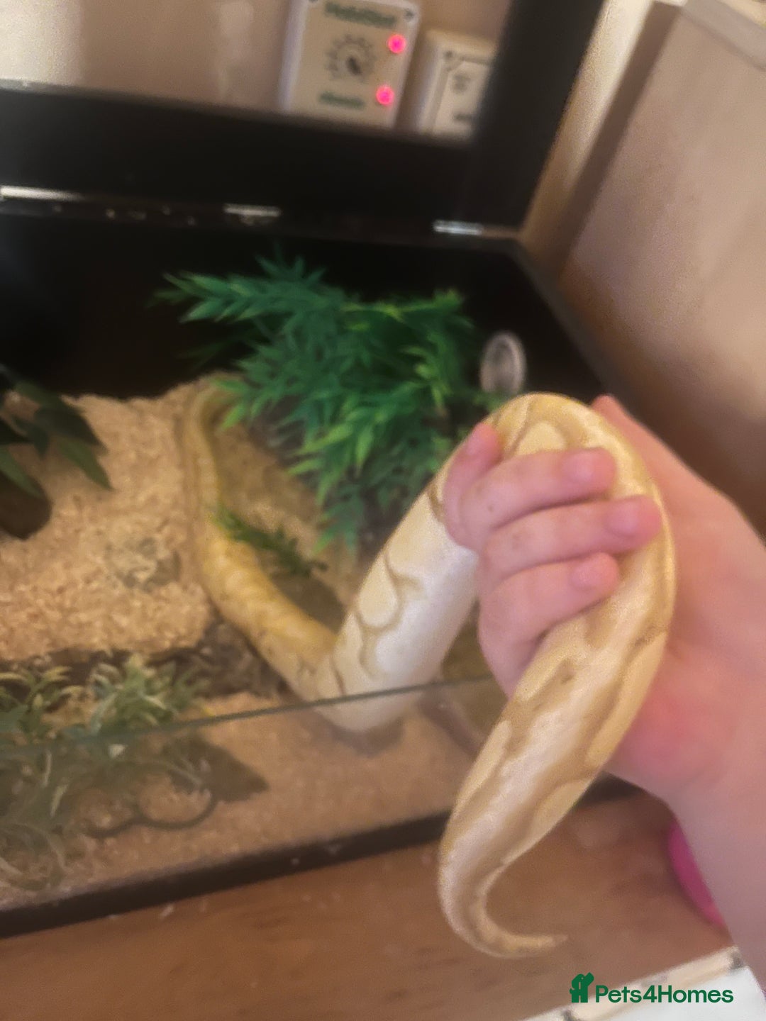 Python Snake reptiles for sale: Cyril the banana ball python - Image 9
