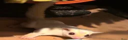 Sugar Glider rodents for sale: Sugar gliders  - Advert 4