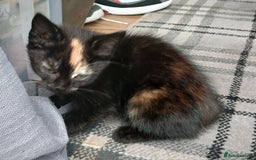 Mixed Breed cats for sale: Beautiful tortershel kitten ready for new address - Image 2